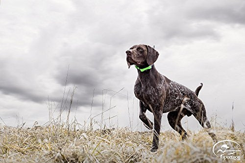 SportDOG Brand TEK Series 1.5 GPS Tracking System, 7 Mile Range, Waterproof, Rechargeable K5279