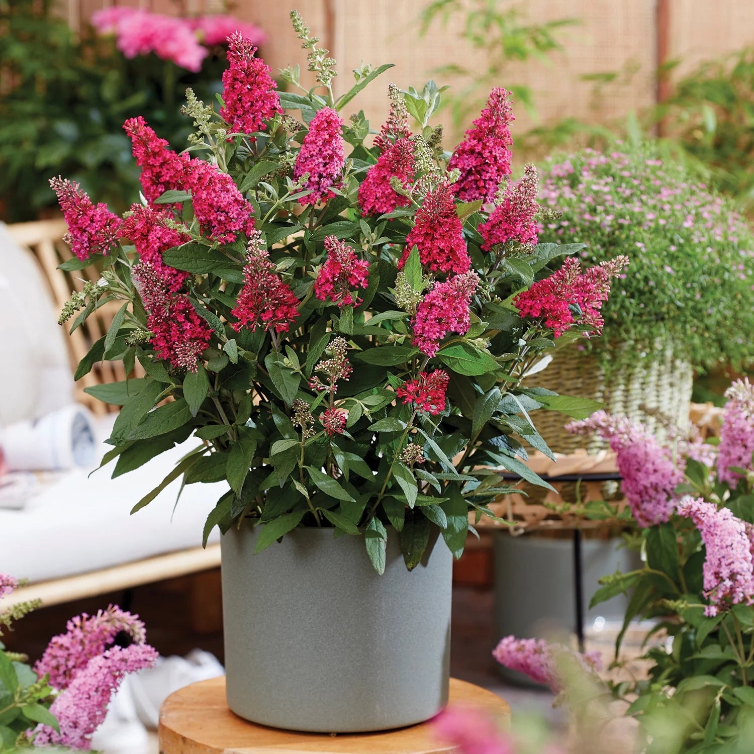 Butterfly Candy Lil' Raspberry Butterfly Bush (1.5 gal) Pink Perennial S200644