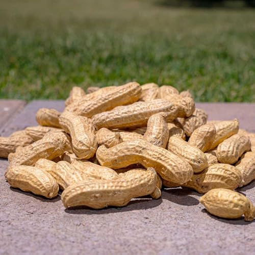 Desert Valley in Shell Peanuts, All Natural Wild Bird and Wildlife Food, 5 Pounds R4576