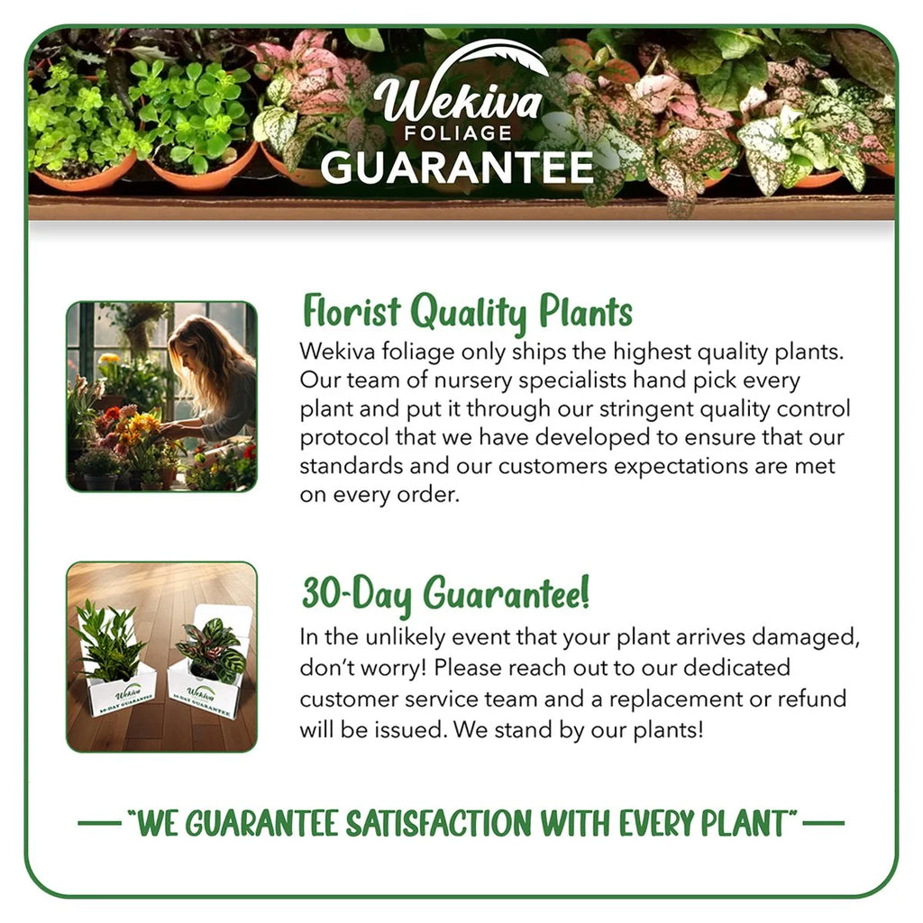 Celeste Fig Tree - 4 Live Starter Plants in 2 Inch Grower's Pot K52168