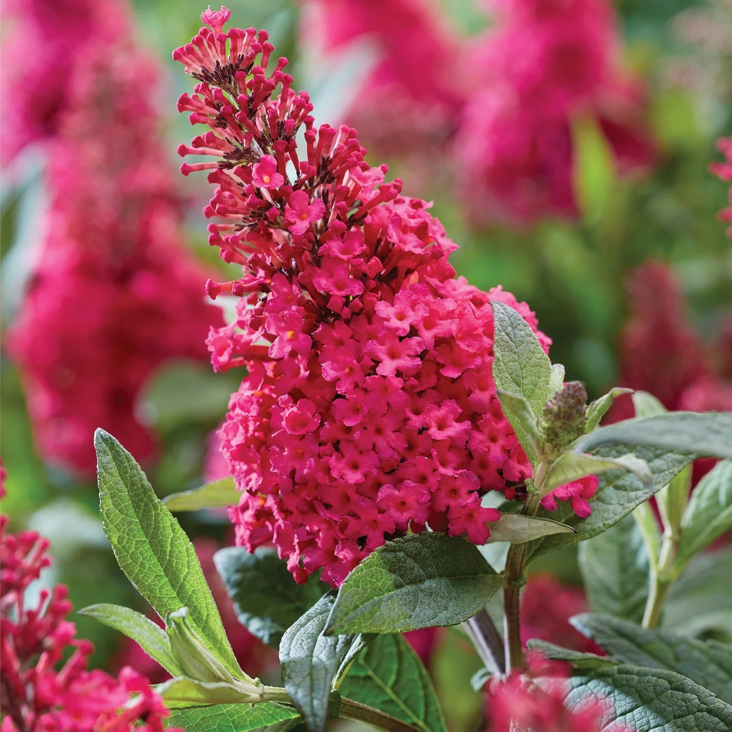 Butterfly Candy Lil' Raspberry Butterfly Bush (1.5 gal) Pink Perennial S200644