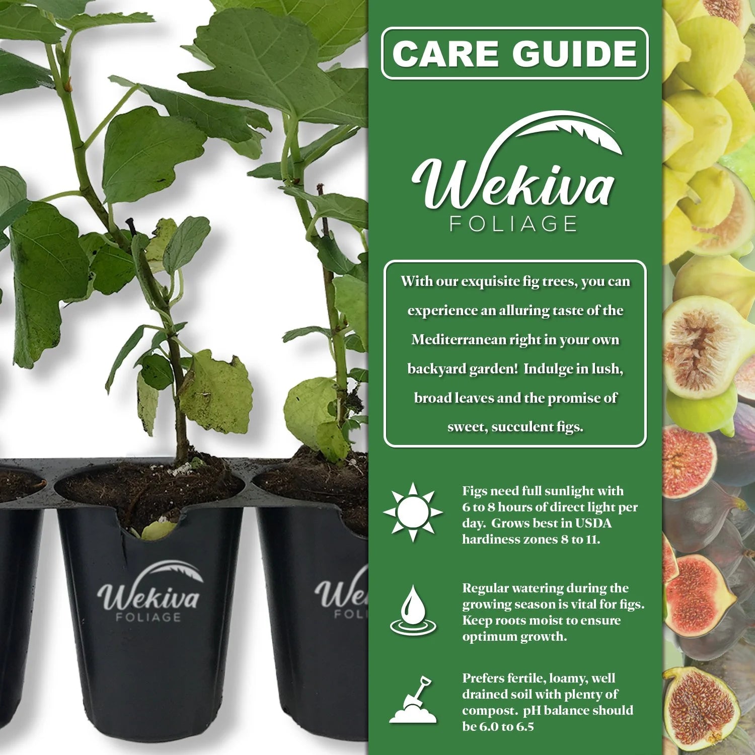 Celeste Fig Tree - 4 Live Starter Plants in 2 Inch Grower's Pot K52168