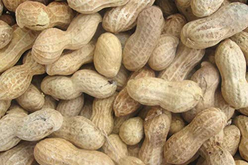 Raw Peanuts in Shell for Wild Birds and Squirrels, 20 lbs V496