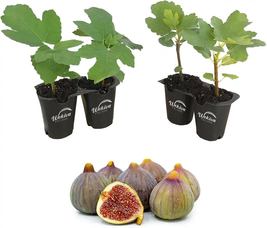 Celeste Fig Tree - 4 Live Starter Plants in 2 Inch Grower's Pot - Ficus Carica - Edible Fruit Tree for The Patio and Garden